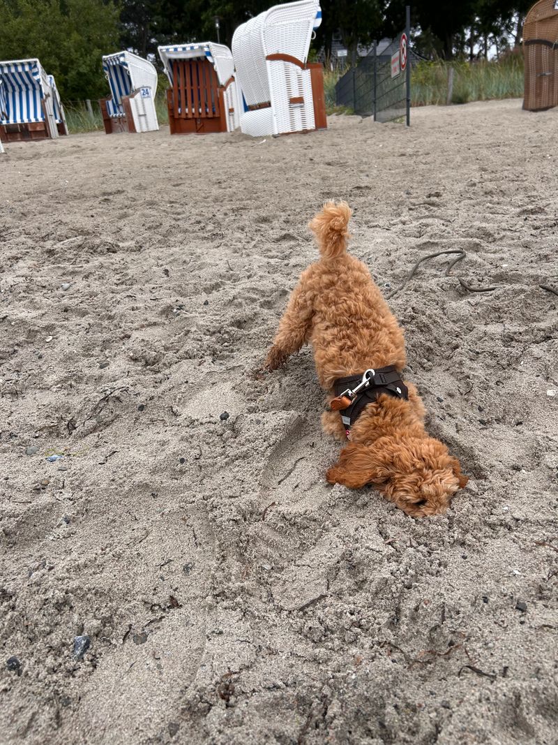 Polly gräbt am Strand mit dem Kopf im Sand, während im Hintergrund Strandkörbe stehen.