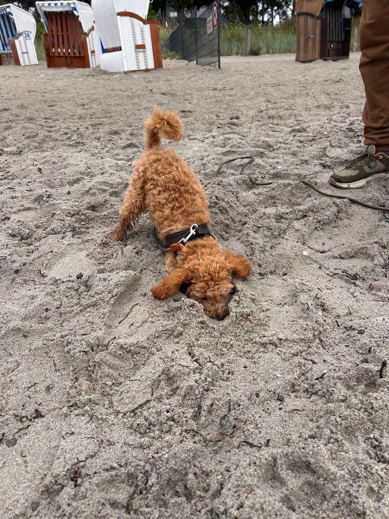 Polly gräbt mit dem Kopf im Sand am Strand, während ihr Körper mit erhobenem Po aus einer kleinen Sandsenke schaut.