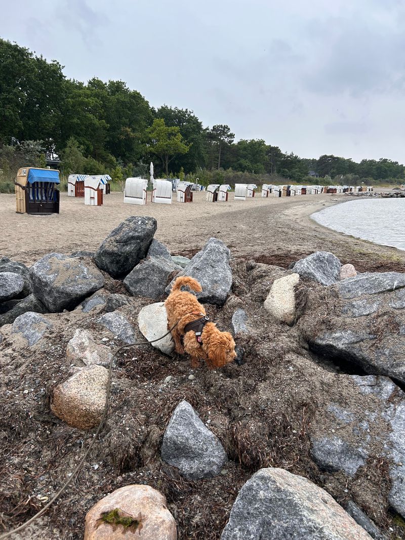 Polly schnüffelt an den Steinen am Ufer eines Strandes mit Strandkörben im Hintergrund.