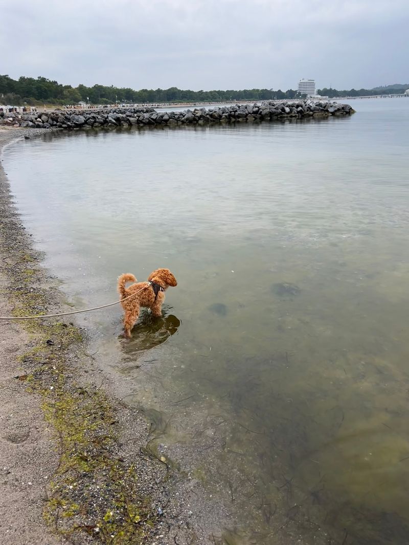 Polly steht an der Uferkante im flachen Wasser und schaut hinaus aufs Meer.