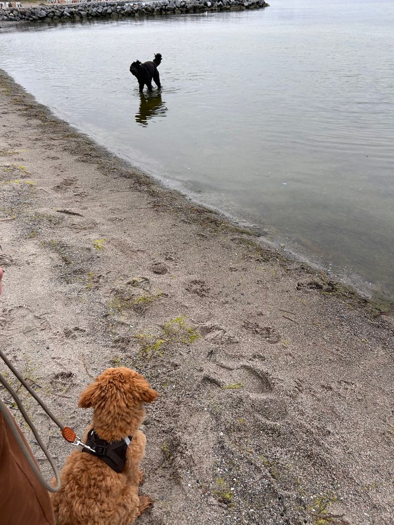 Polly sitzt am sandigen Ufer und schaut gespannt zu einem schwarzen Hund im flachen Wasser.