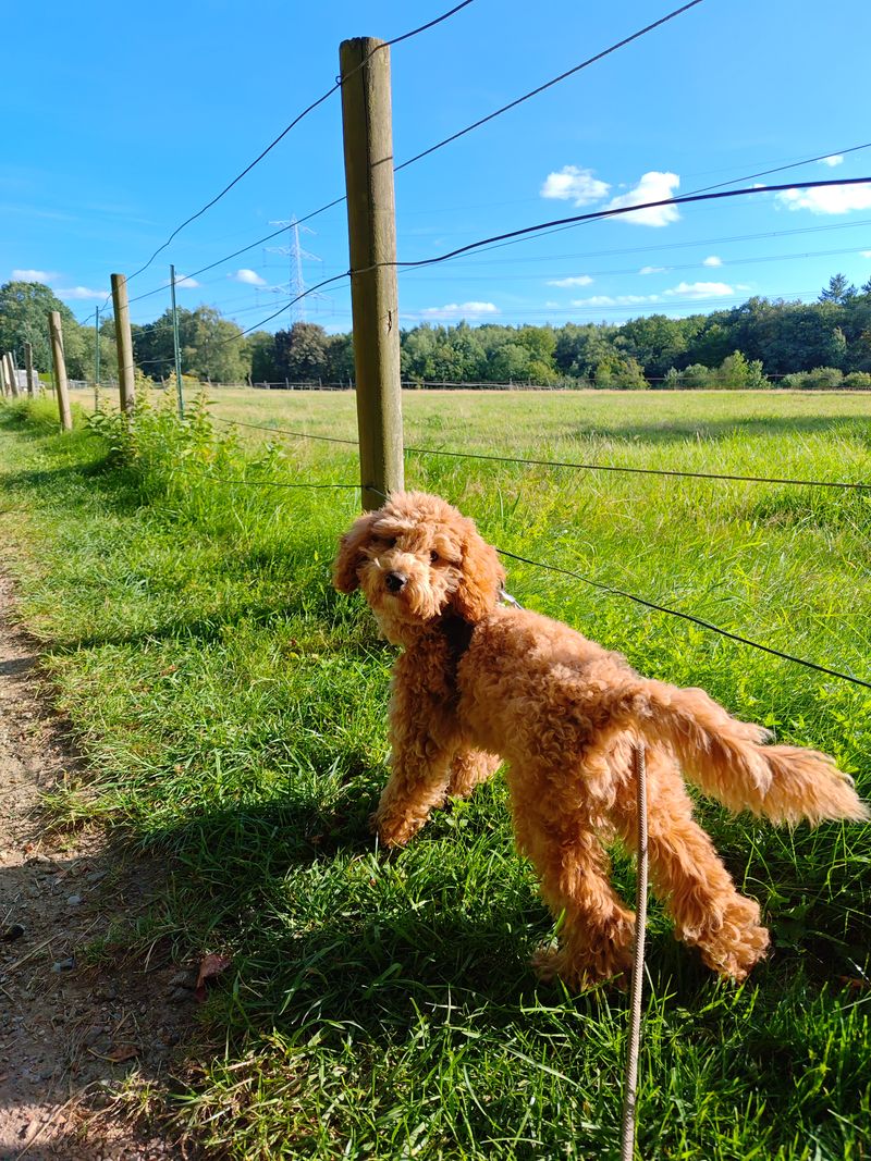 Polly steht an einem sonnigen Feldweg im Gras und blickt neugierig in die Kamera.