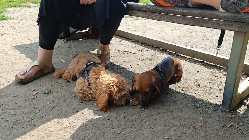 Polly liegt draußen im Sand neben einem Dackel und schnüffelt mit ihm unter einer Bank.