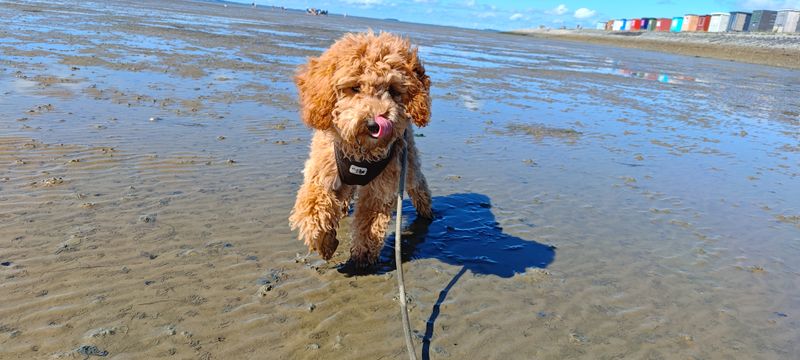 Polly steht mit Leine auf dem nassen Strand und leckt sich die Schnauze.