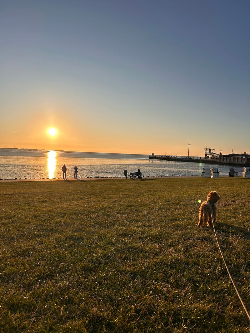 Polly steht angeleint auf einer Wiese am Wasser und schaut in den Sonnenuntergang.