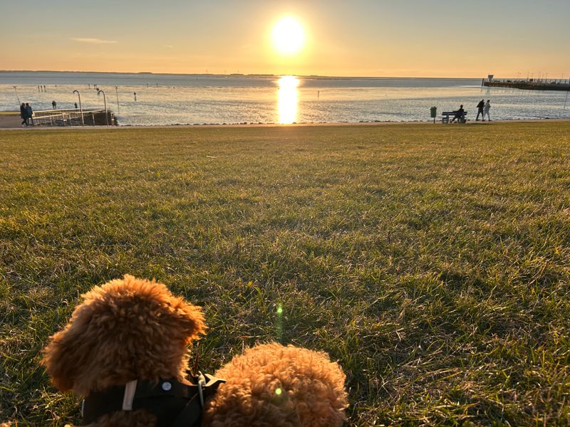Polly sitzt im Gras am Ufer und schaut auf den Sonnenuntergang über dem Wasser.
