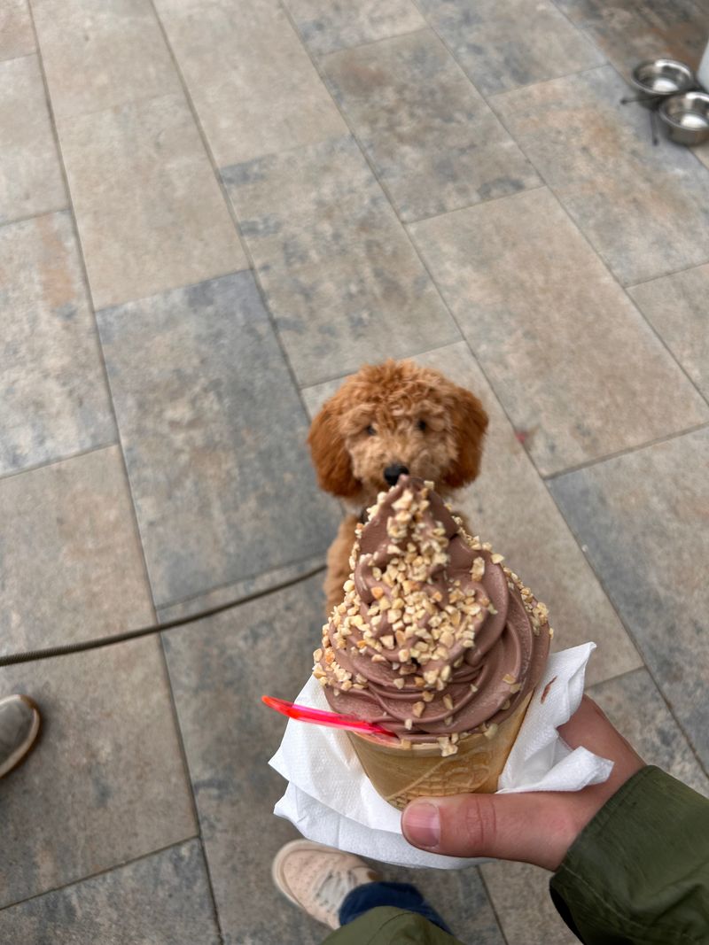 Polly steht auf dem Boden und schaut neugierig auf ein Eis in der Hand.