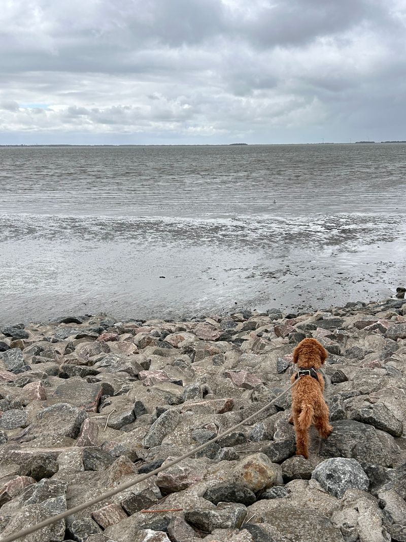 Polly steht an einem steinigen Ufer und schaut aufs Wasser hinaus.