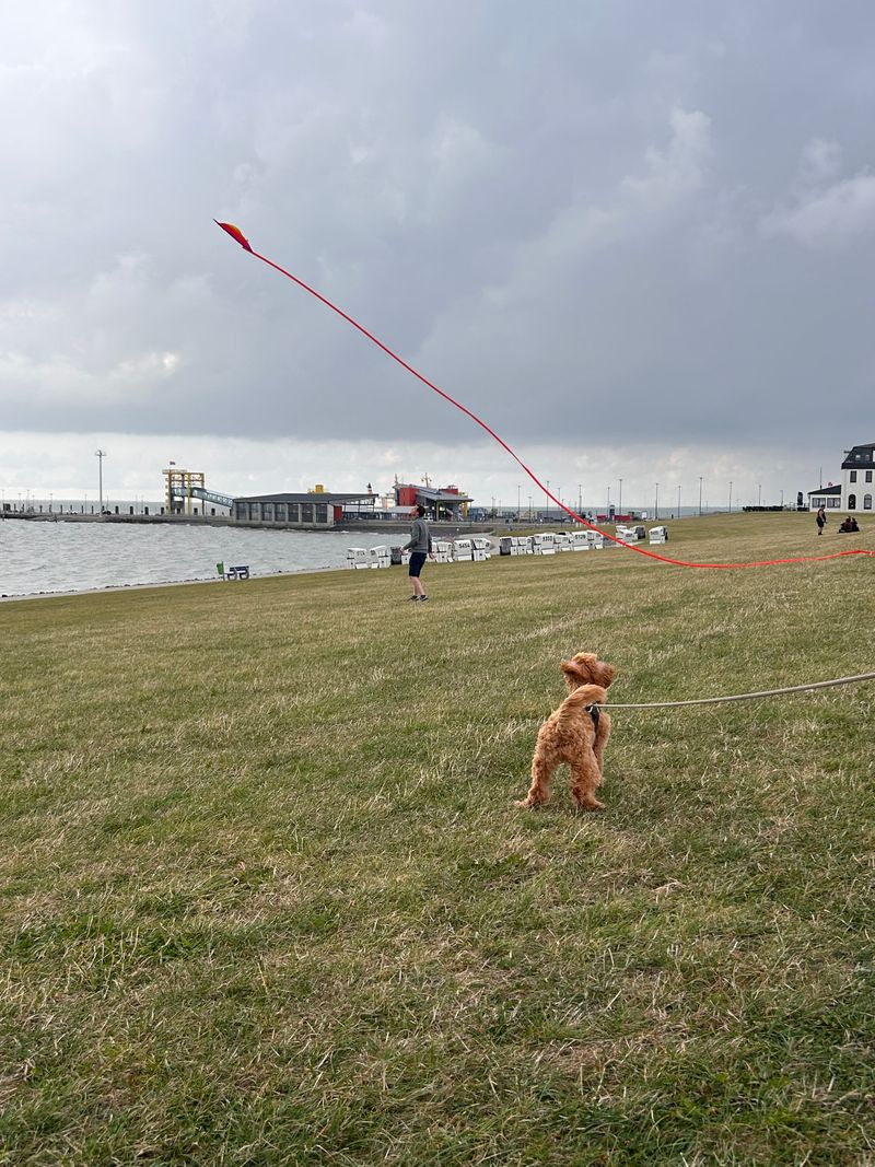 Polly steht angeleint auf einer Wiese am Wasser und schaut zu einem großen roten Drachen am Himmel.