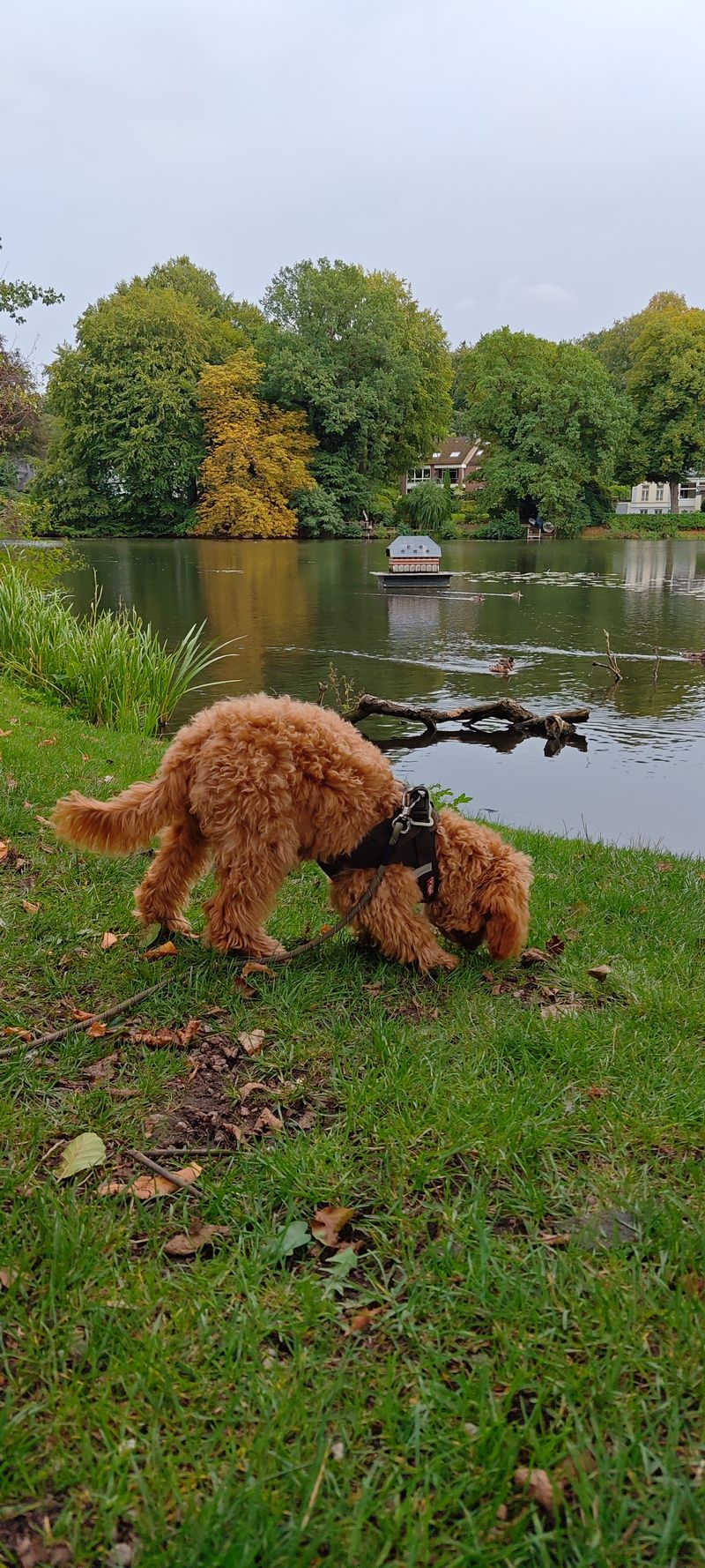 Polly schnüffelt an einem Uferweg am See im Gras.