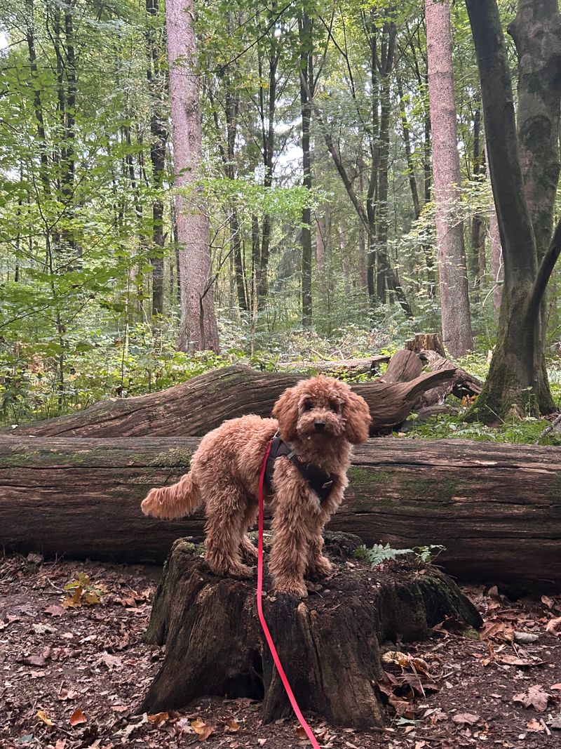 Polly steht im Wald auf einem Baumstumpf vor gefällten Baumstämmen