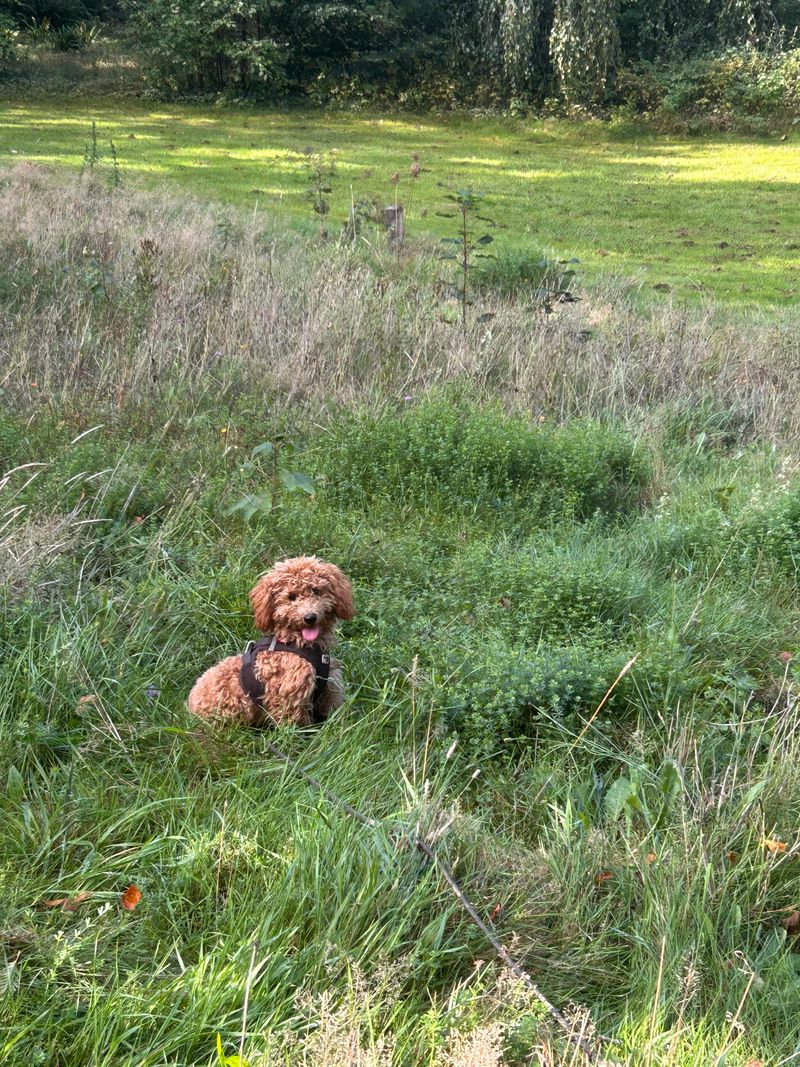 Polly sitzt mit Geschirr im hohen Gras auf einer grünen Wiese und schaut aufmerksam in die Kamera.