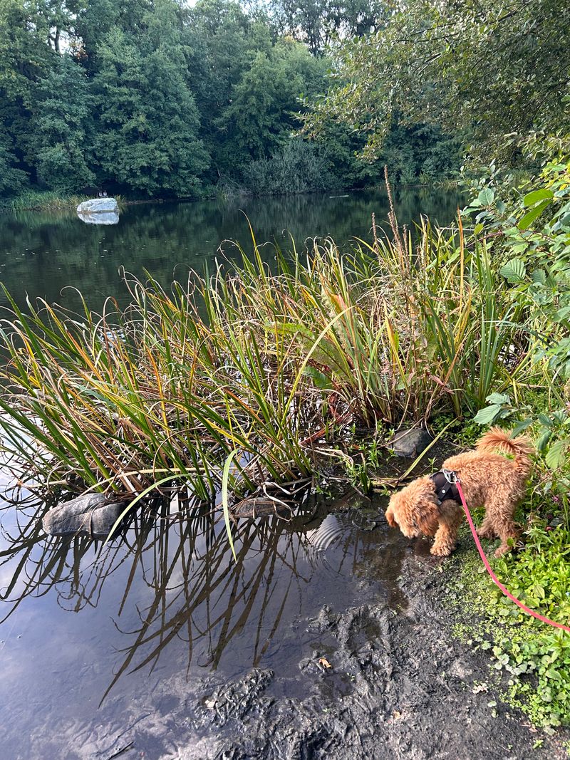 Polly schnüffelt am Ufer eines ruhigen Sees zwischen Schilf und Pflanzen.