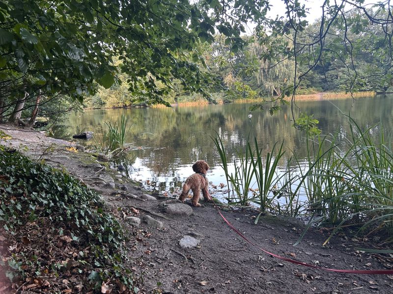 Polly steht mit Leine am Ufer eines ruhigen Sees und schaut ins Wasser