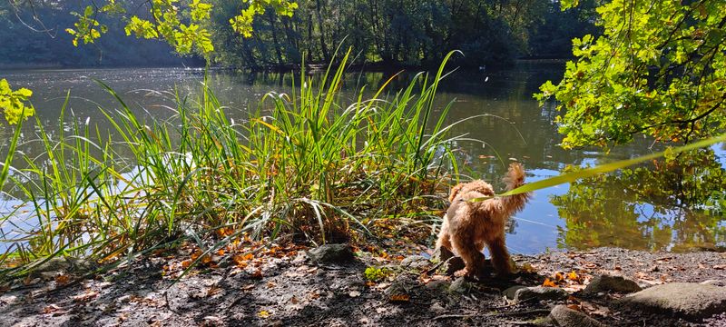 Polly steht am Ufer eines ruhigen Sees und schaut ins Wasser, umgeben von Schilf und herbstlichem Waldgrün.
