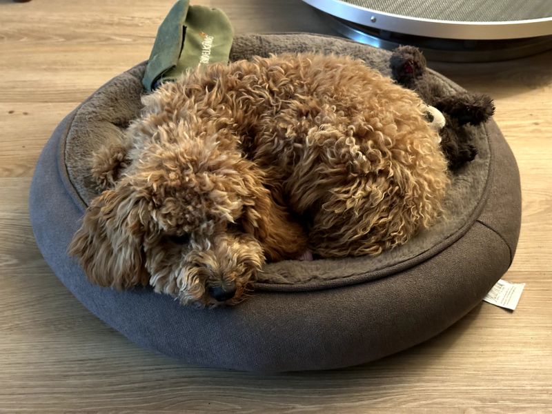 Polly liegt zusammengerollt und schläft friedlich in ihrem grauen Hundebett auf dem Holzboden.