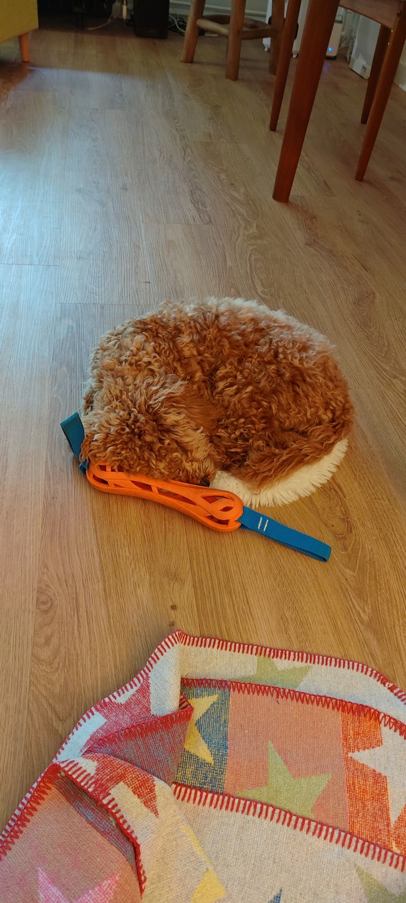 Polly liegt zusammengerollt auf dem Holzboden und kuschelt sich an ihr Spielzeug.