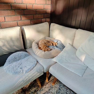 Polly schläft zusammengerollt in einem Hundebett auf einem hellen Sofa in der Sonne.