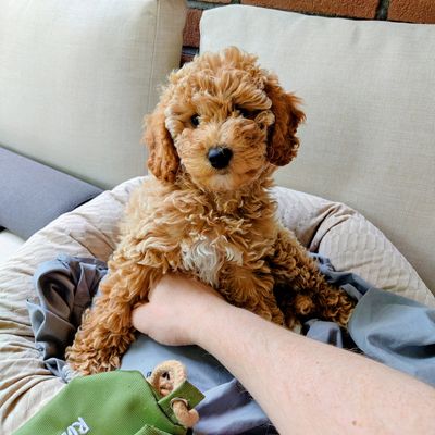 Polly sitzt als kleiner apricotfarbener Zwergpudel auf dem Sofa und wird liebevoll gehalten, während sie direkt in die Kamera schaut.