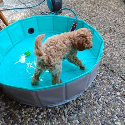 Polly, ein apricotfarbener Zwergpudel-Welpe, steht in einem kleinen türkisfarbenen Planschbecken auf dem Kies und schaut neugierig nach unten.