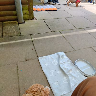 Polly, ein apricotfarbener Zwergpudel-Welpe, liegt auf der Terrasse neben ihrer Leine, während im Hintergrund ein anderer kleiner Hund in rotem Geschirr steht.
