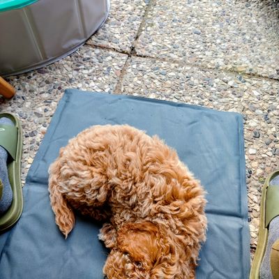 Polly liegt zusammengerollt und schläft auf einem dunklen Kissen auf der Terrasse.