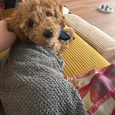 Polly sitzt auf dem Schoß auf einem gelben Sessel und kuschelt sich an ihre Bezugsperson.