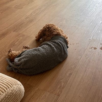 Polly liegt in einem grauen Kuschelpullover auf dem Holzfußboden und ruht sich aus.