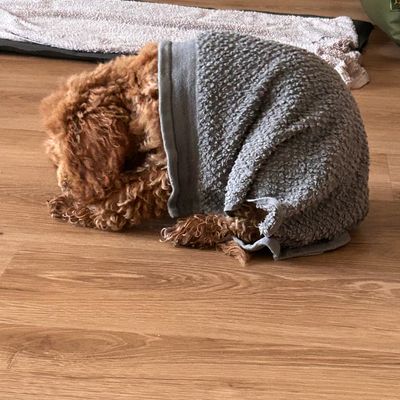 Polly liegt zusammengerollt auf dem Holzboden und schläft halb eingekuschelt in einer grauen Decke.