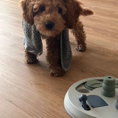 Polly steht auf dem Holzboden neben einem Intelligenzspielzeug und schaut neugierig in die Kamera.