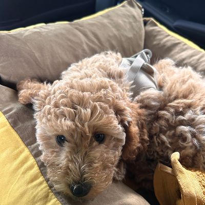 Polly liegt kuschelig in ihrem Hundebett und schaut schläfrig in die Kamera.