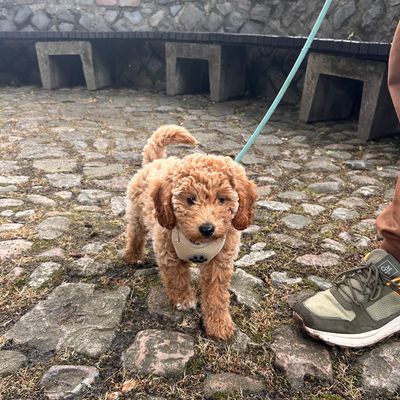 Polly, ein apricotfarbener Zwergpudel-Welpe, steht an der Leine auf einem steinigen Weg und schaut neugierig in die Kamera.