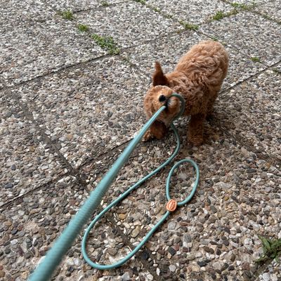 Polly, ein apricotfarbener Zwergpudel-Welpe, zerrt spielerisch an der Leine auf einem steinigen Boden.