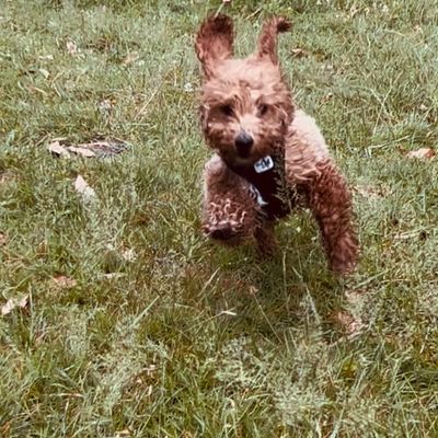 Polly, ein apricotfarbener Zwergpudel-Welpe, rennt fröhlich über eine grüne Wiese direkt auf die Kamera zu.