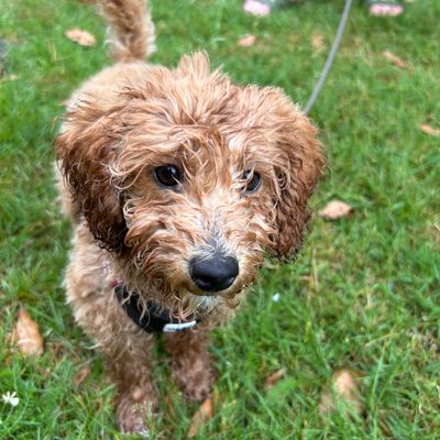 Polly, ein apricotfarbener Zwergpudel-Welpe, steht auf nassem Gras und schaut neugierig in die Kamera.