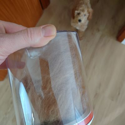 Polly steht neugierig auf dem Holzboden und schaut zu einem umgedrehten Becher in der Hand.