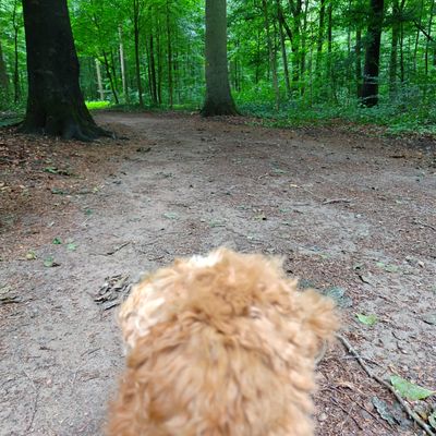 Polly sitzt im Vordergrund eines Waldwegs und schaut in den grünen Wald hinein.