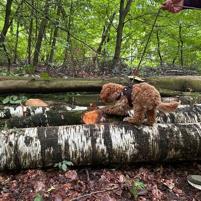 Polly, ein apricotfarbener Zwergpudel-Welpe, erkundet im Wald vorsichtig einen umgestürzten Baumstamm an der Leine.