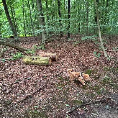 Polly schnüffelt an einer Leine im Wald auf einem Laub- und Waldbodenweg.