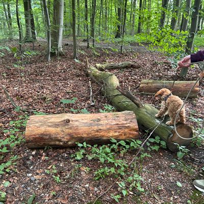Polly balanciert im Wald auf einem gefällten Baumstamm, an der Leine geführt.