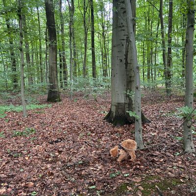 Polly schnüffelt an der Leine im herbstlichen Wald zwischen hohen Bäumen.