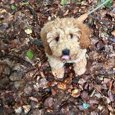 Polly sitzt auf einem nassen Waldboden aus Herbstlaub und schaut neugierig in die Kamera.