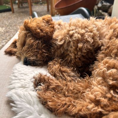 Polly liegt eingerollt und schläft friedlich auf einer weichen Felldecke im Garten.