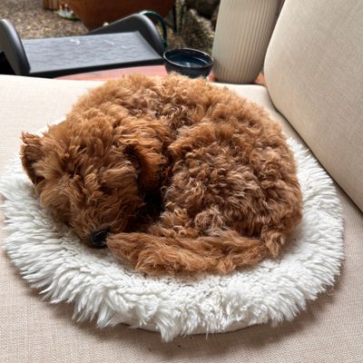 Polly, der apricotfarbene Zwergpudel-Welpe, schläft zusammengerollt auf einem flauschigen Kissen auf dem Sofa.