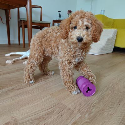 Polly steht im Wohnzimmer auf dem Holzboden und spielt mit einem violetten Spielzeug