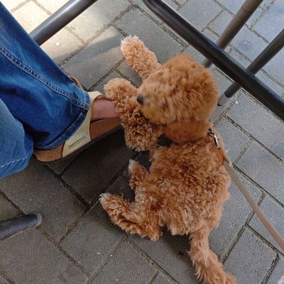 Polly sitzt unter einem Tisch und kuschelt sich an den Fuß einer Person.