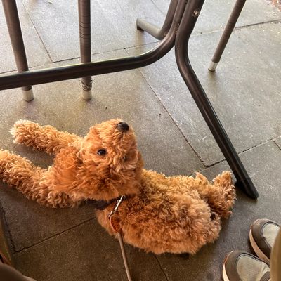 Polly, ein apricotfarbener Zwergpudel-Welpe, liegt entspannt auf dem Boden unter einem Tisch und schaut nach oben.