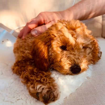 Polly liegt entspannt auf einer weichen Decke, während sie gestreichelt wird.