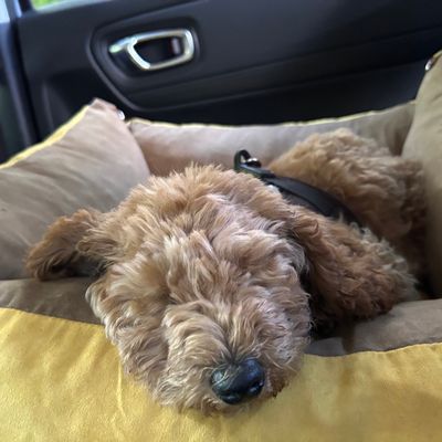 Polly liegt schlummernd und eingerollt auf einem weichen Kissen im Auto.
