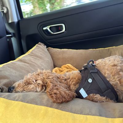 Polly schläft eingerollt in ihrem Hundebett auf dem Rücksitz im Auto.